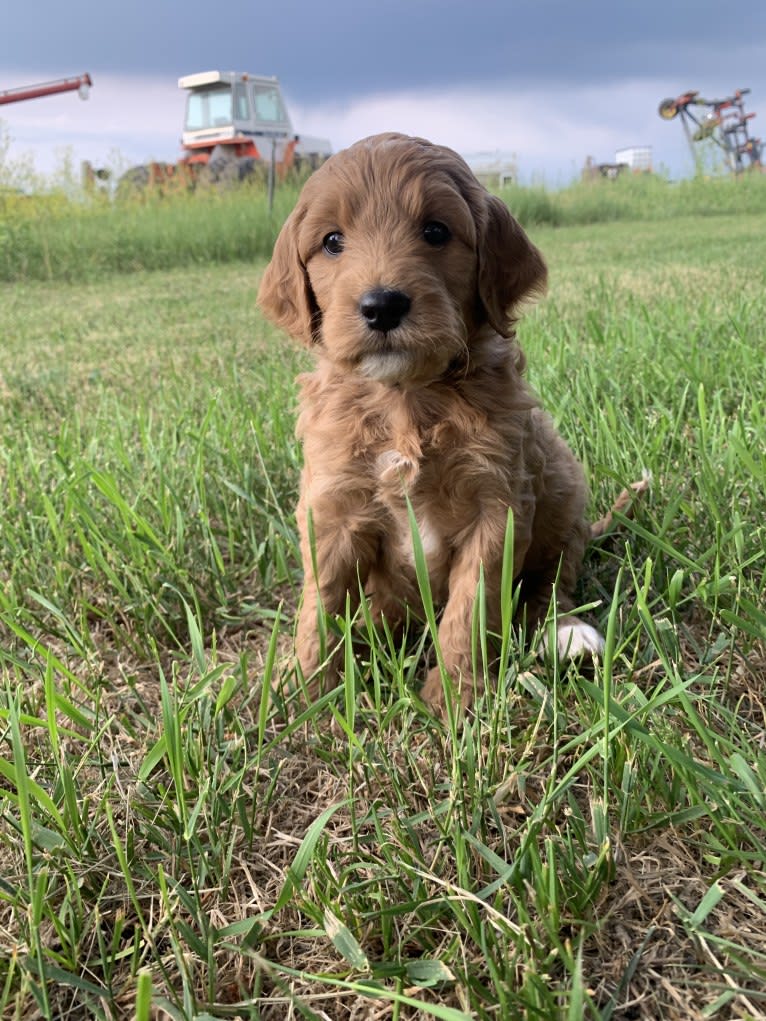 Black Collar, a Goldendoodle tested with EmbarkVet.com