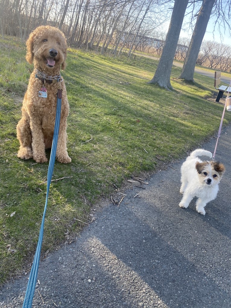 Cleo, a Poodle (Small) and Pekingese mix tested with EmbarkVet.com