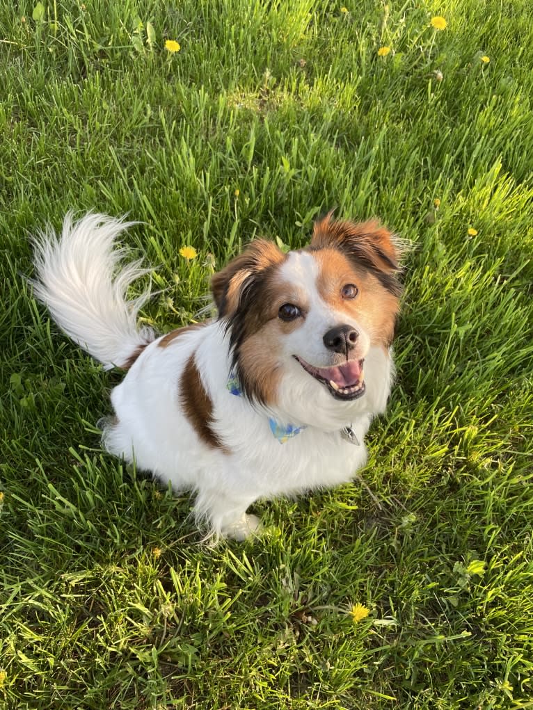 Cooper, an Australian Cattle Dog and Shih Tzu mix tested with EmbarkVet.com