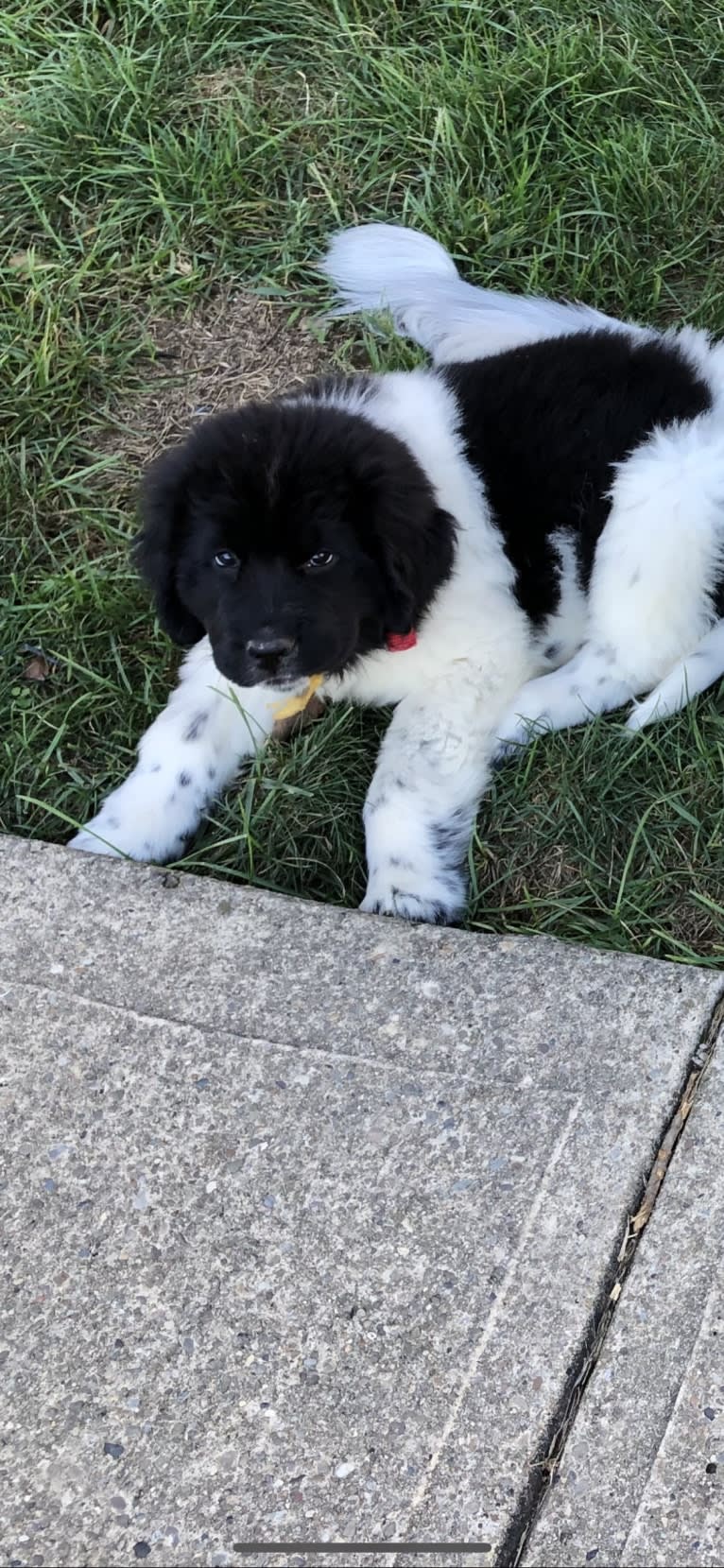 Luna, a Newfoundland tested with EmbarkVet.com