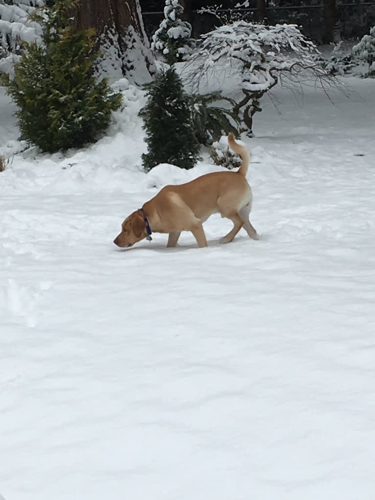 Chowder, a Labrador Retriever tested with EmbarkVet.com