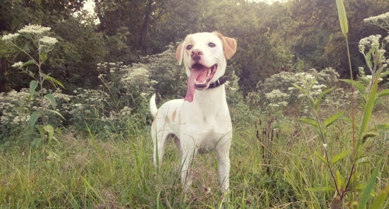 Valkyrie, an American Pit Bull Terrier and Shih Tzu mix tested with EmbarkVet.com