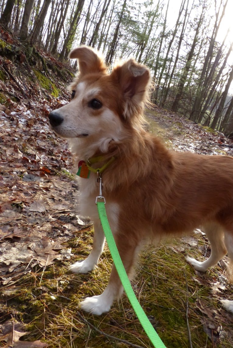 Kaylee, a Labrador Retriever and Samoyed mix tested with EmbarkVet.com