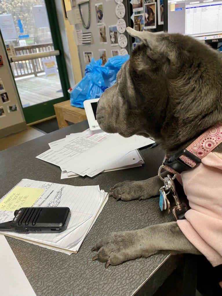 Pumpkin, a Chinese Shar-Pei tested with EmbarkVet.com