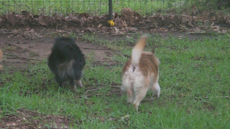 Lassie, a Pomeranian and Rat Terrier mix tested with EmbarkVet.com