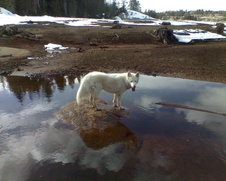 Meeshka, a Siberian Husky tested with EmbarkVet.com