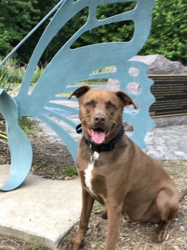 Jaxon, an American Bulldog and Labrador Retriever mix tested with EmbarkVet.com