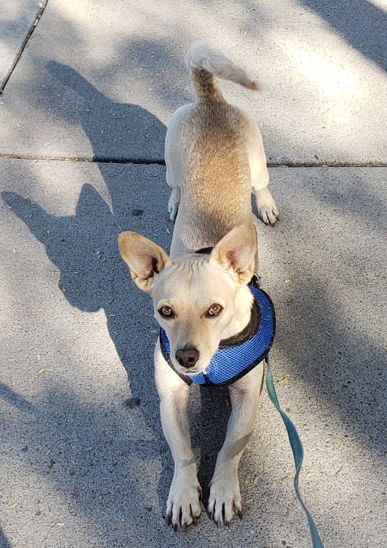 Swivel, a Chihuahua and Poodle (Small) mix tested with EmbarkVet.com