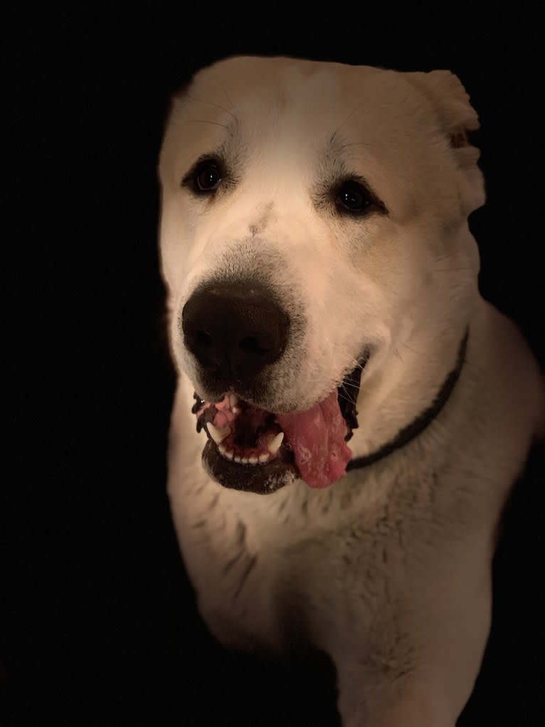 Hart, a Central Asian Shepherd Dog tested with EmbarkVet.com