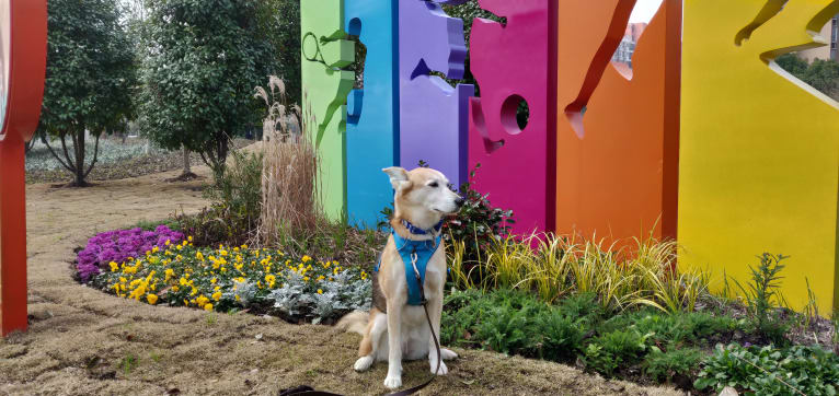 Mushski, an Alaskan-type Husky and Golden Retriever mix tested with EmbarkVet.com