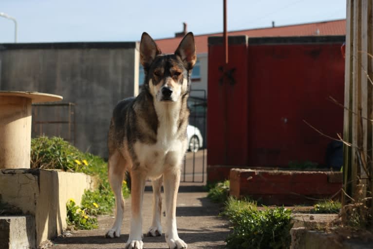 Koda, a German Shepherd Dog and Siberian Husky mix tested with EmbarkVet.com