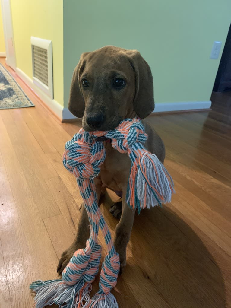Julie, a Redbone Coonhound and Plott mix tested with EmbarkVet.com