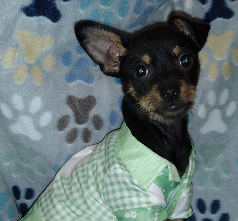 Saejin, a Chihuahua and Rat Terrier mix tested with EmbarkVet.com