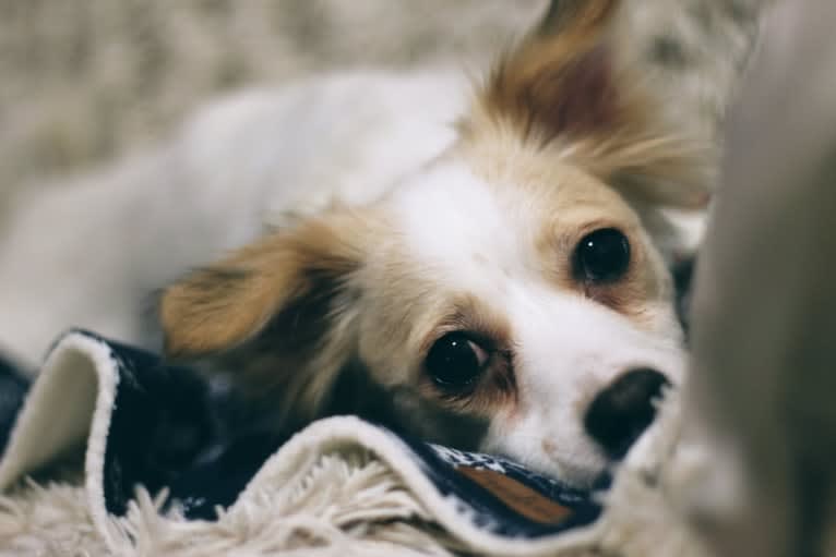 Lizzy (Eliza/Elizabeth), an Eastern European Village Dog and Pekingese mix tested with EmbarkVet.com