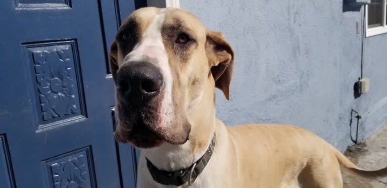 RGD's Roman Royal, a Great Dane tested with EmbarkVet.com