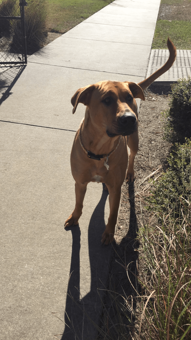 Riley, a German Shepherd Dog and American Pit Bull Terrier mix tested with EmbarkVet.com