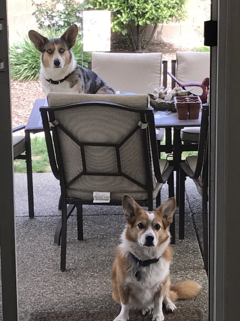 Wizard, a Pembroke Welsh Corgi and Border Collie mix tested with EmbarkVet.com