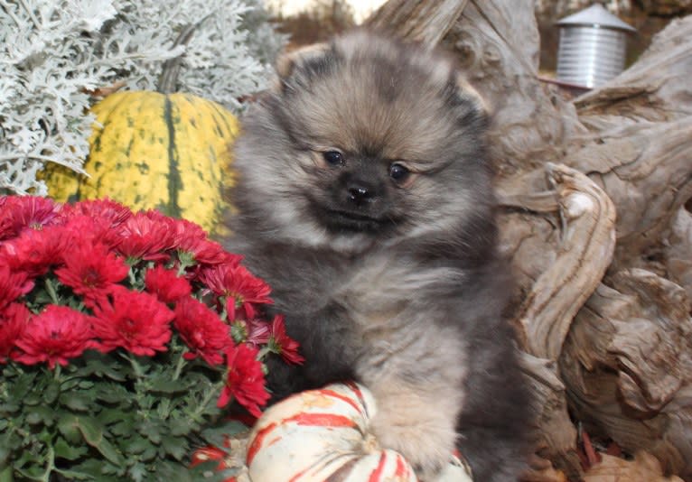 Cadence, a Pomeranian tested with EmbarkVet.com