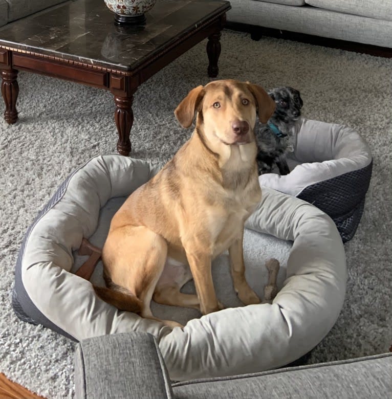 Oakley, an American Pit Bull Terrier and Chesapeake Bay Retriever mix tested with EmbarkVet.com