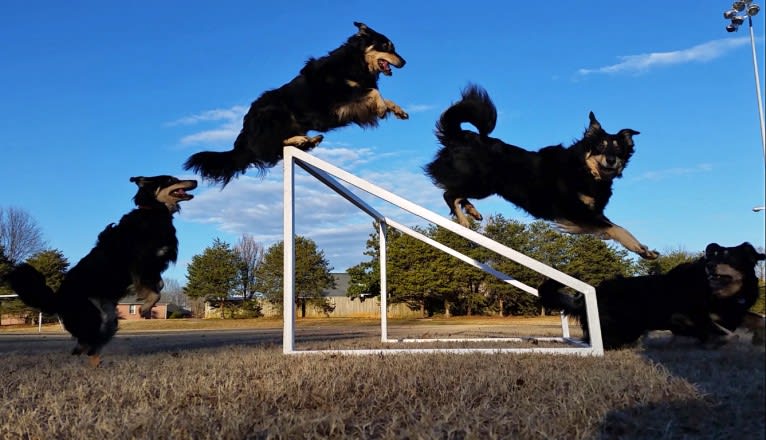 Maple, an English Shepherd tested with EmbarkVet.com
