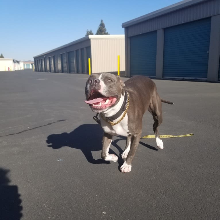 MaSiWei, an American Bully tested with EmbarkVet.com