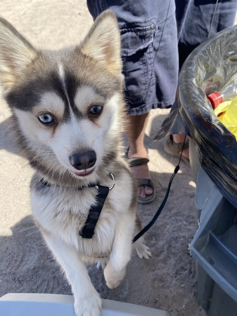 Arctic Hazel’s pup, a Pomsky tested with EmbarkVet.com