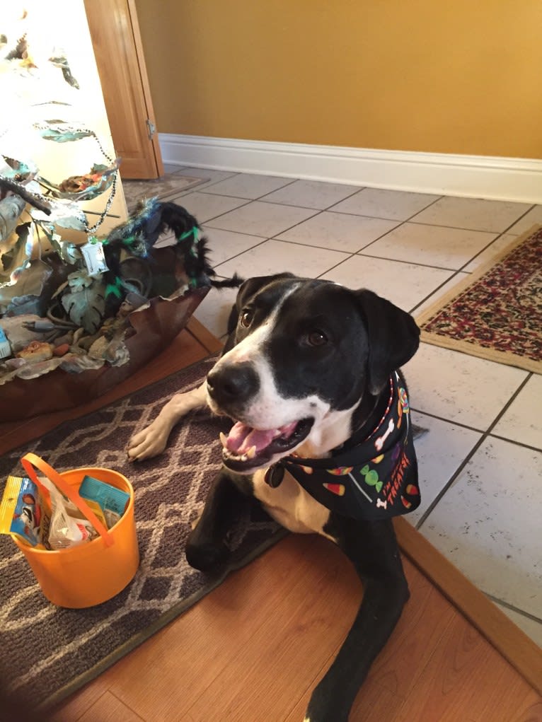 Jesse, an American Pit Bull Terrier and Labrador Retriever mix tested with EmbarkVet.com