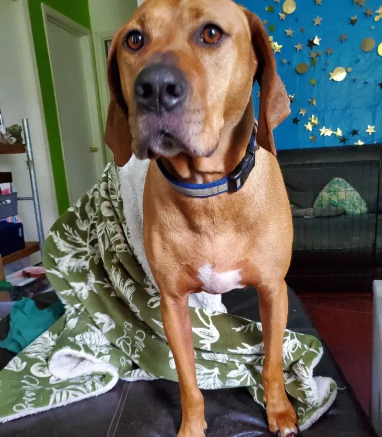 Gus, a Redbone Coonhound and American Pit Bull Terrier mix tested with EmbarkVet.com