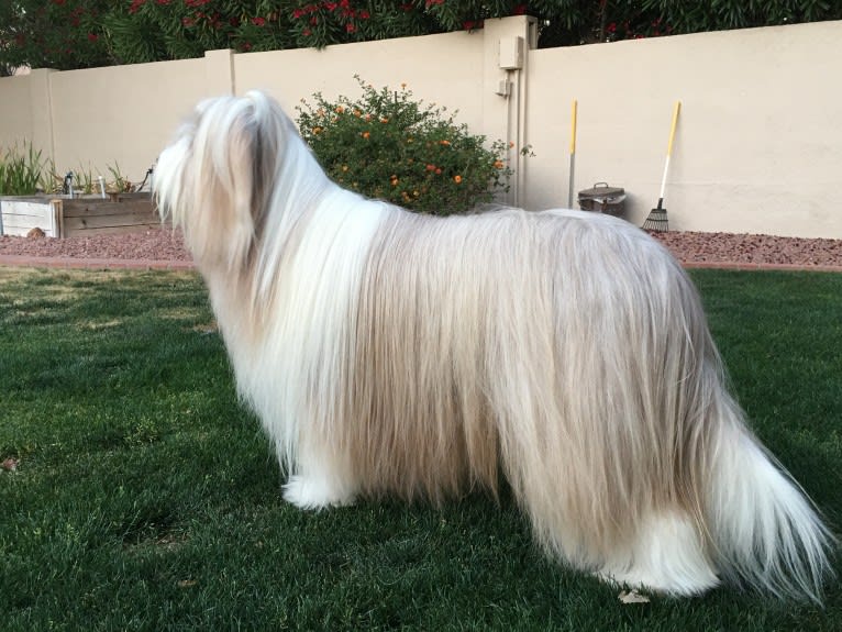 Spindrift Love Takes Wing, a Bearded Collie tested with EmbarkVet.com