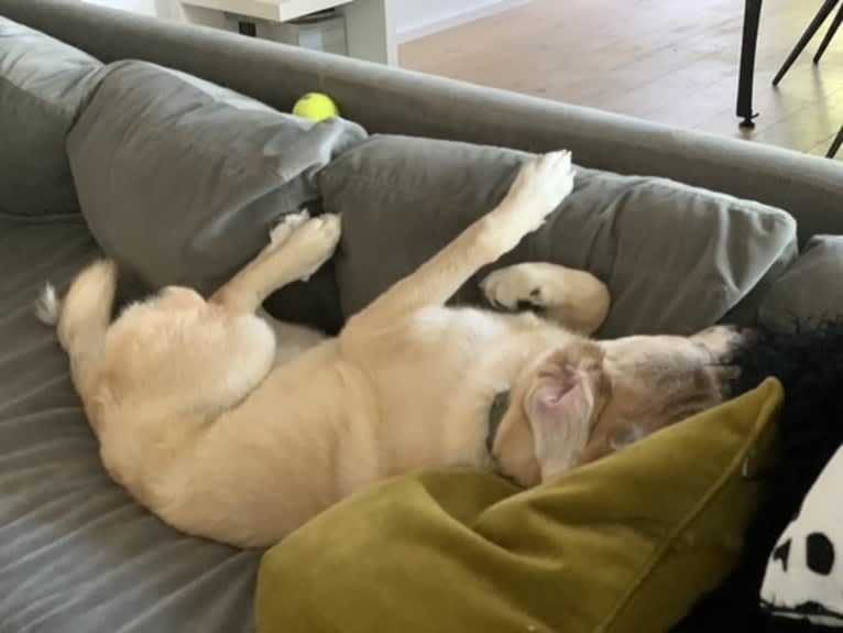 Louise, a Great Pyrenees and American Pit Bull Terrier mix tested with EmbarkVet.com