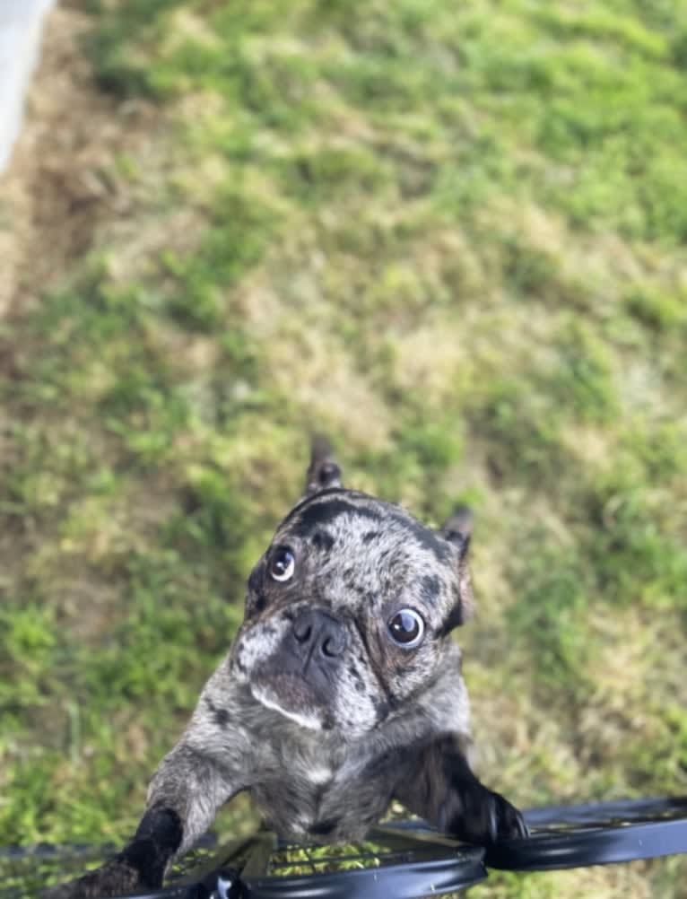 Pink Lady, a French Bulldog tested with EmbarkVet.com