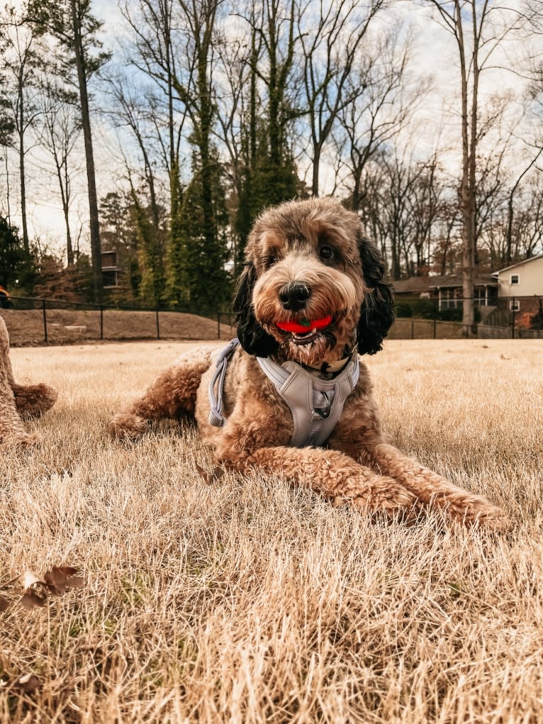 Reece, a Bernedoodle tested with EmbarkVet.com