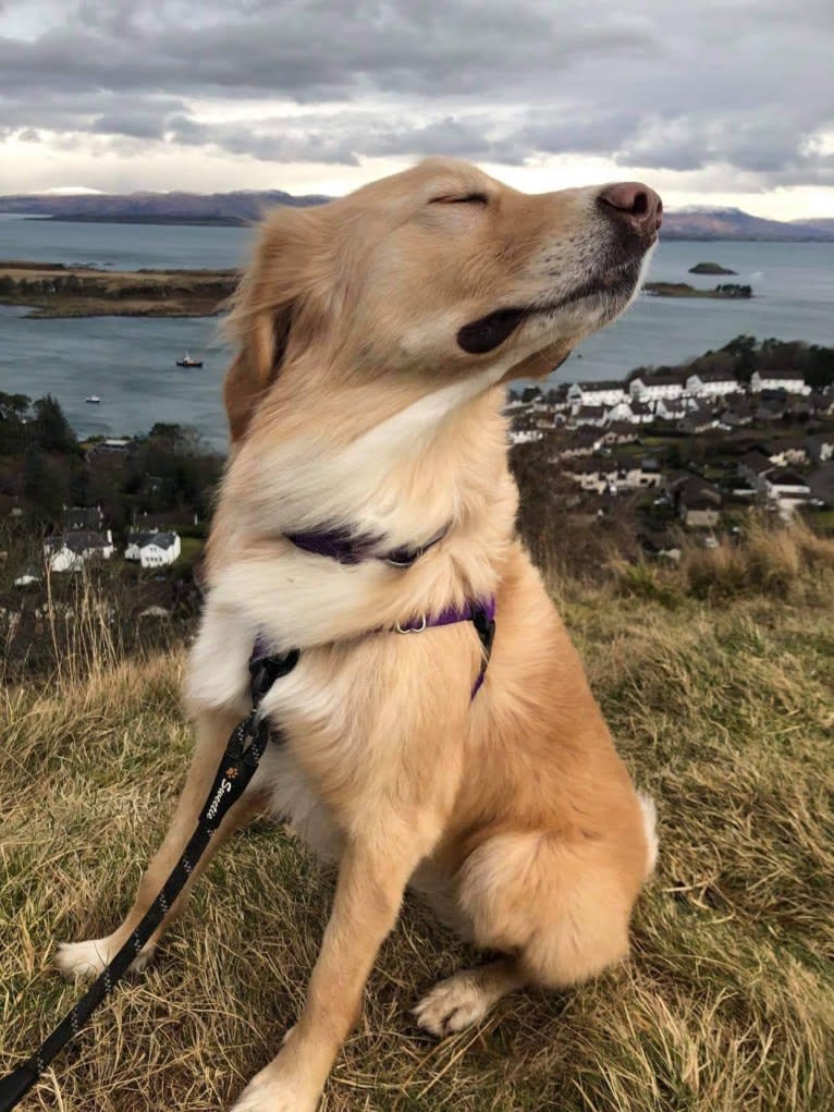 Olive, an Eastern European Village Dog tested with EmbarkVet.com