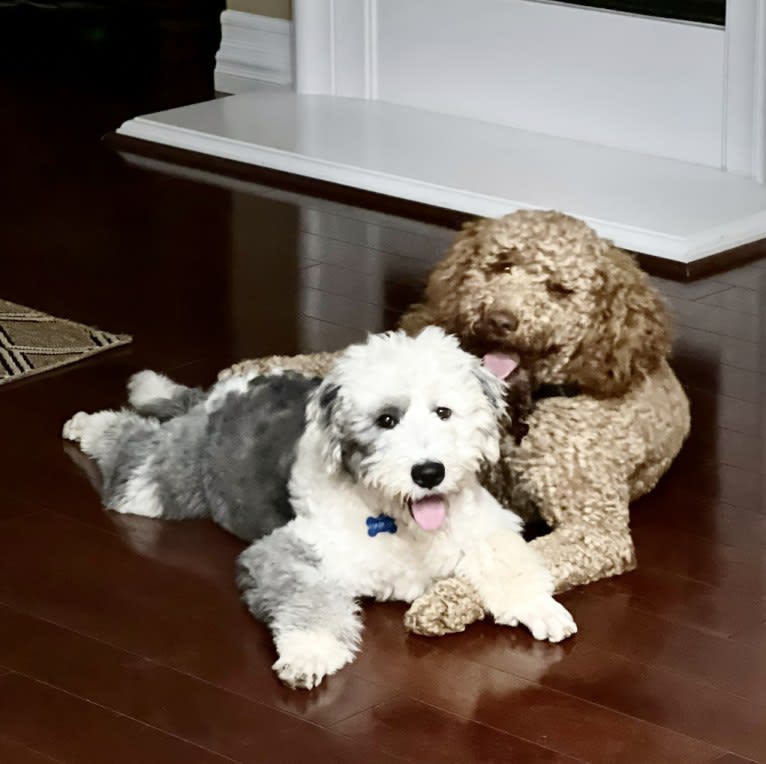 Harley, an Old English Sheepdog tested with EmbarkVet.com