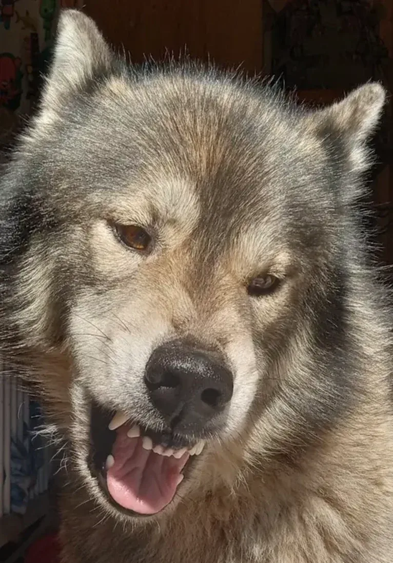 White fangs way of the warrior, a Siberian Husky tested with EmbarkVet.com