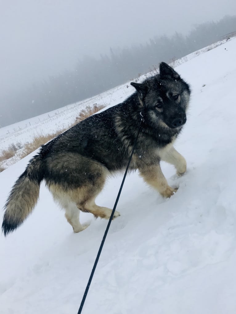 Titan, a Siberian Husky tested with EmbarkVet.com
