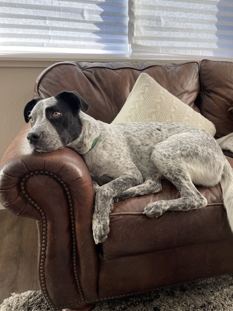 Jax, an American Pit Bull Terrier and Australian Cattle Dog mix tested with EmbarkVet.com