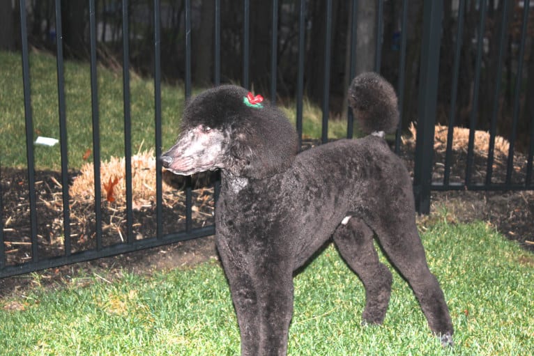 Kaimana, a Poodle (Standard) tested with EmbarkVet.com