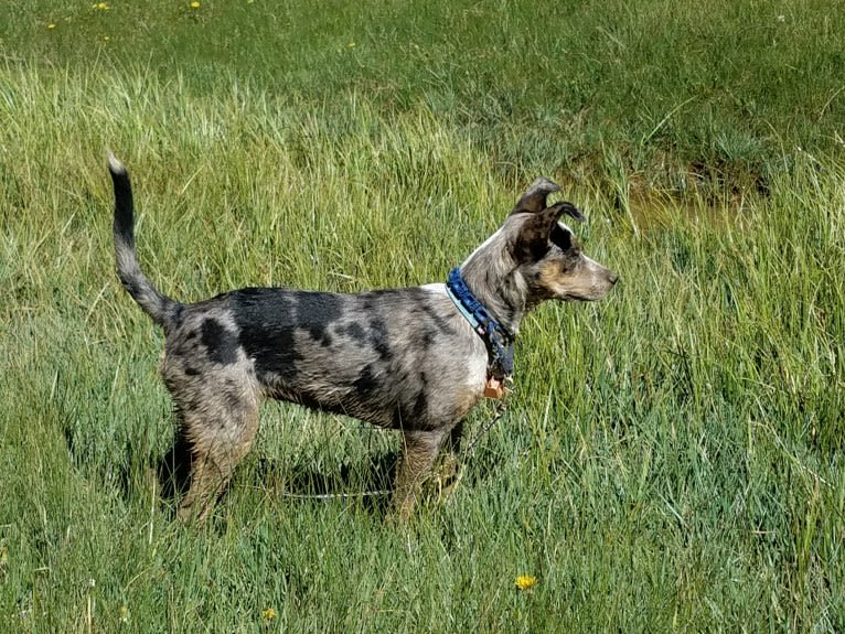 Daisy Jensen, an Australian Cattle Dog and Catahoula Leopard Dog mix tested with EmbarkVet.com