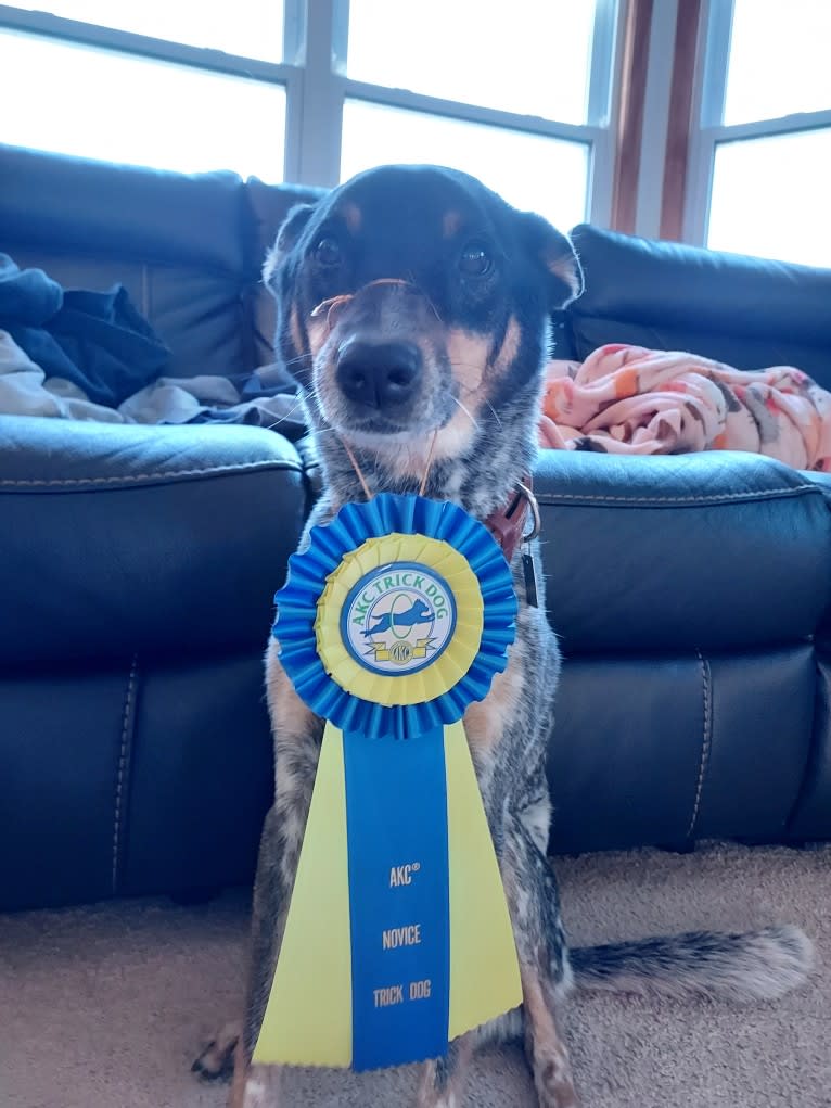Whoppers, an Australian Cattle Dog tested with EmbarkVet.com