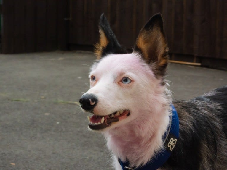 Mixie, a Border Collie tested with EmbarkVet.com