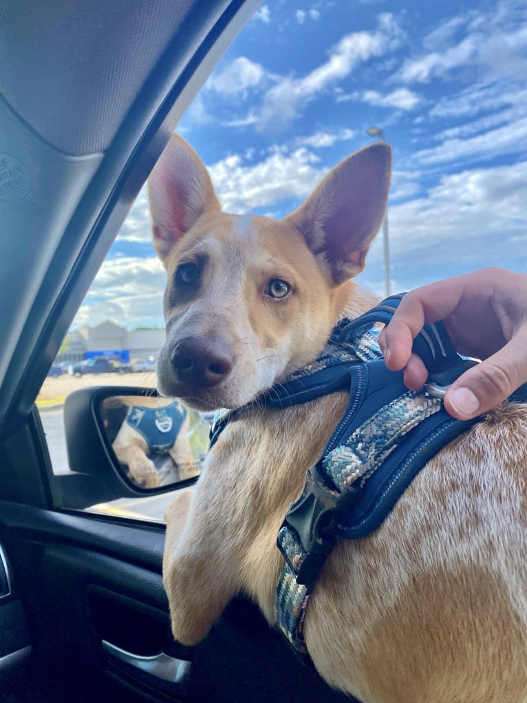 Lou, an Australian Cattle Dog and Australian Shepherd mix tested with EmbarkVet.com