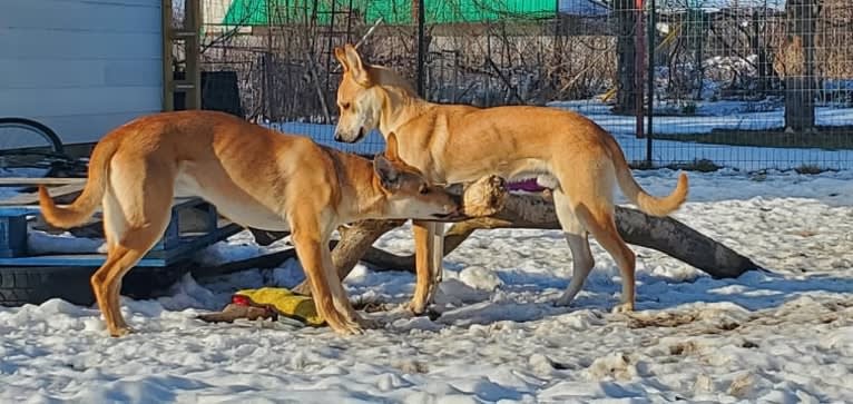 Loomy, a Carolina Dog tested with EmbarkVet.com