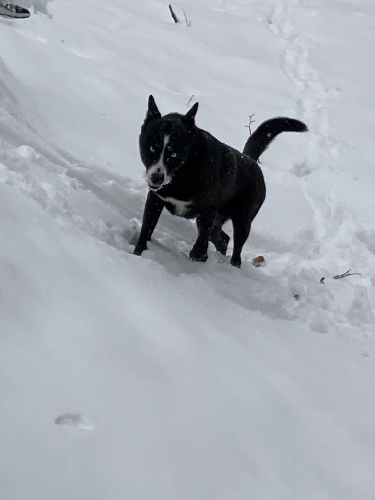 Takoda, an Alaskan-type Husky and Siberian Husky mix tested with EmbarkVet.com