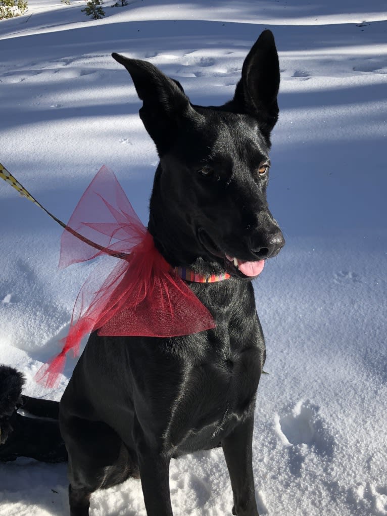 Nelly, a Doberman Pinscher and German Shepherd Dog mix tested with EmbarkVet.com