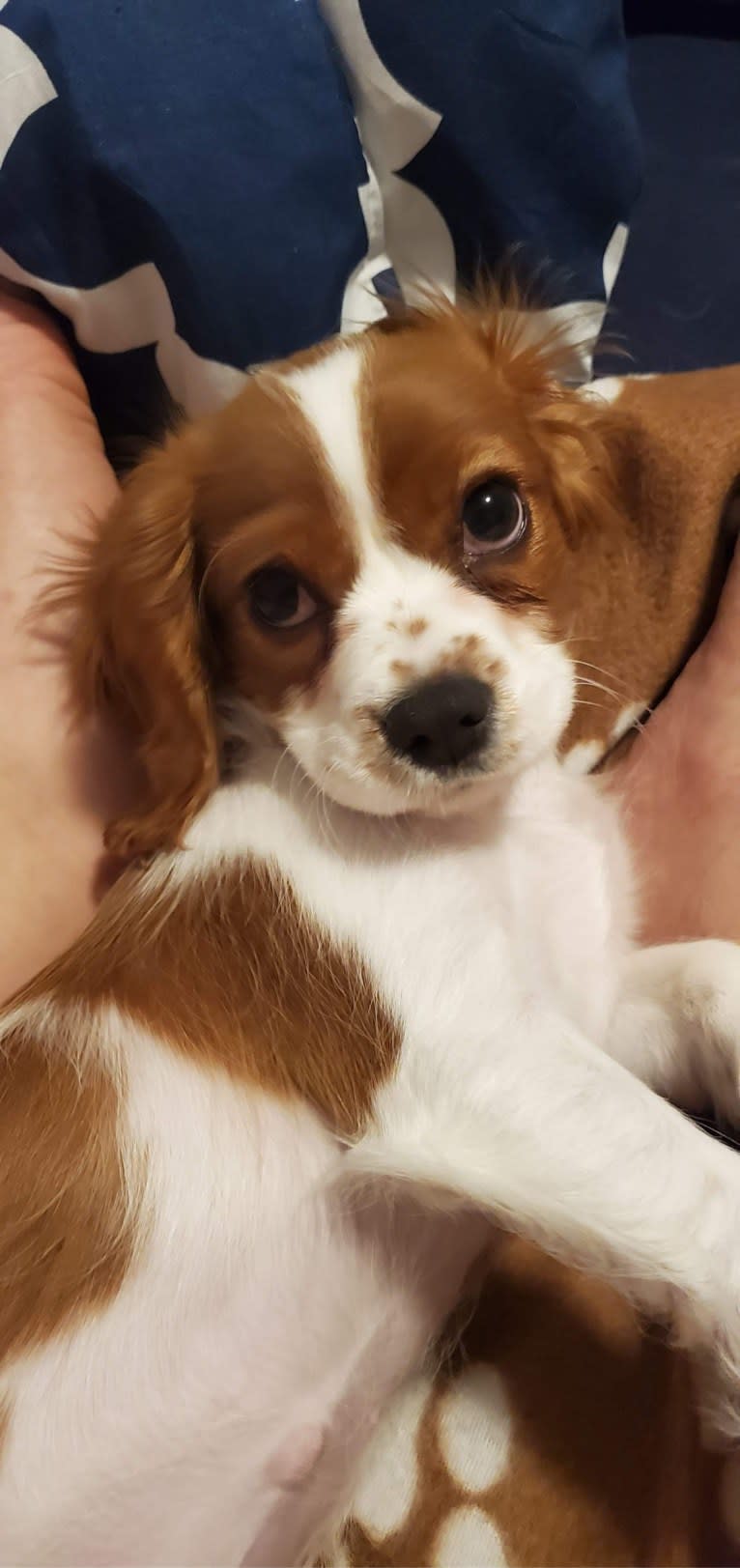 Rosie, a Cavalier King Charles Spaniel (8.4% unresolved) tested with EmbarkVet.com