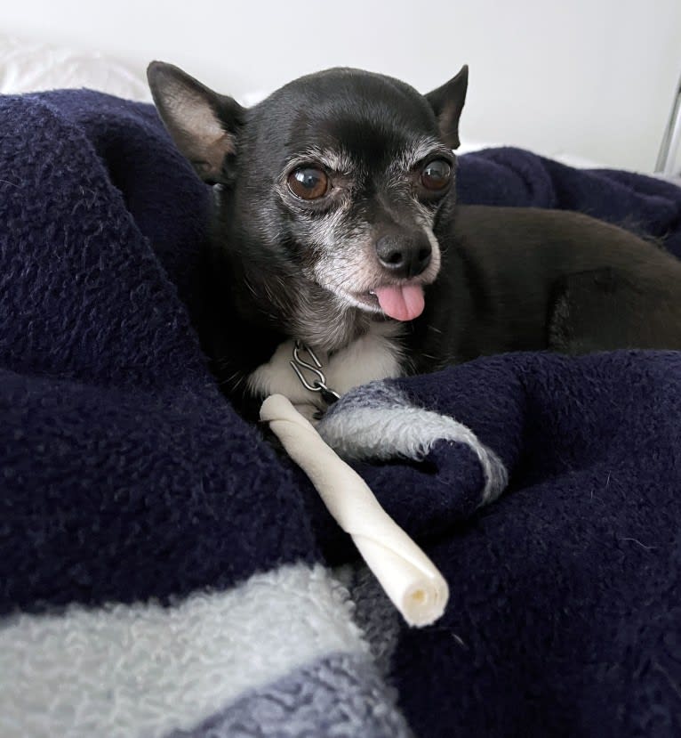 Tango, a Chihuahua tested with EmbarkVet.com