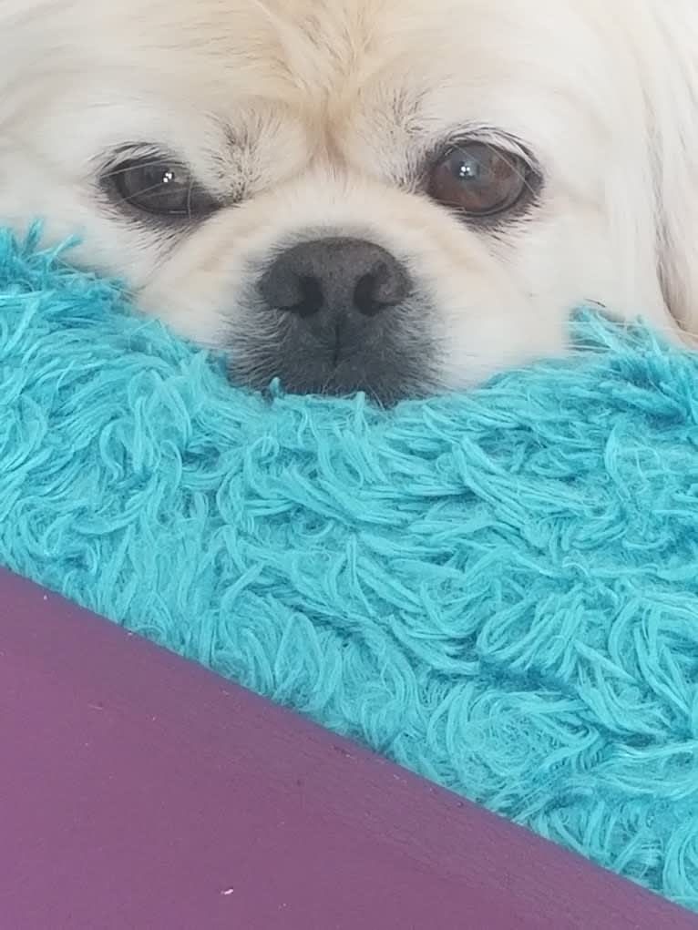 Babalou, a Pekingese tested with EmbarkVet.com