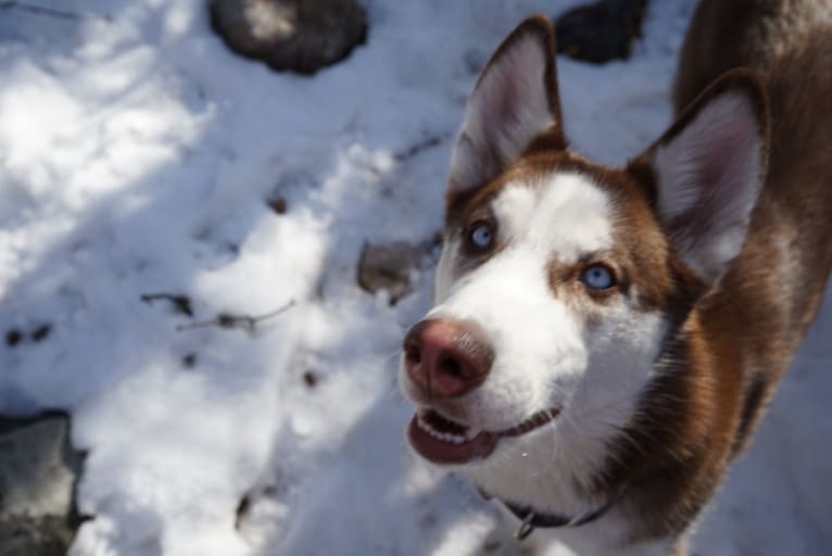 Ophelia, a Siberian Husky tested with EmbarkVet.com