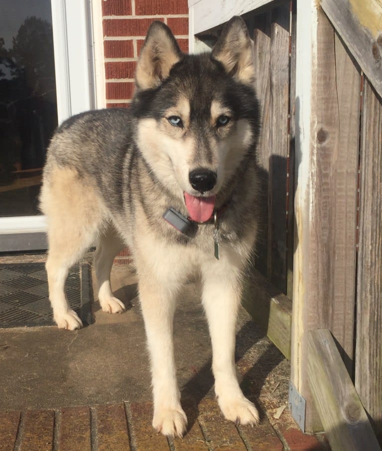 Flower, a Siberian Husky tested with EmbarkVet.com